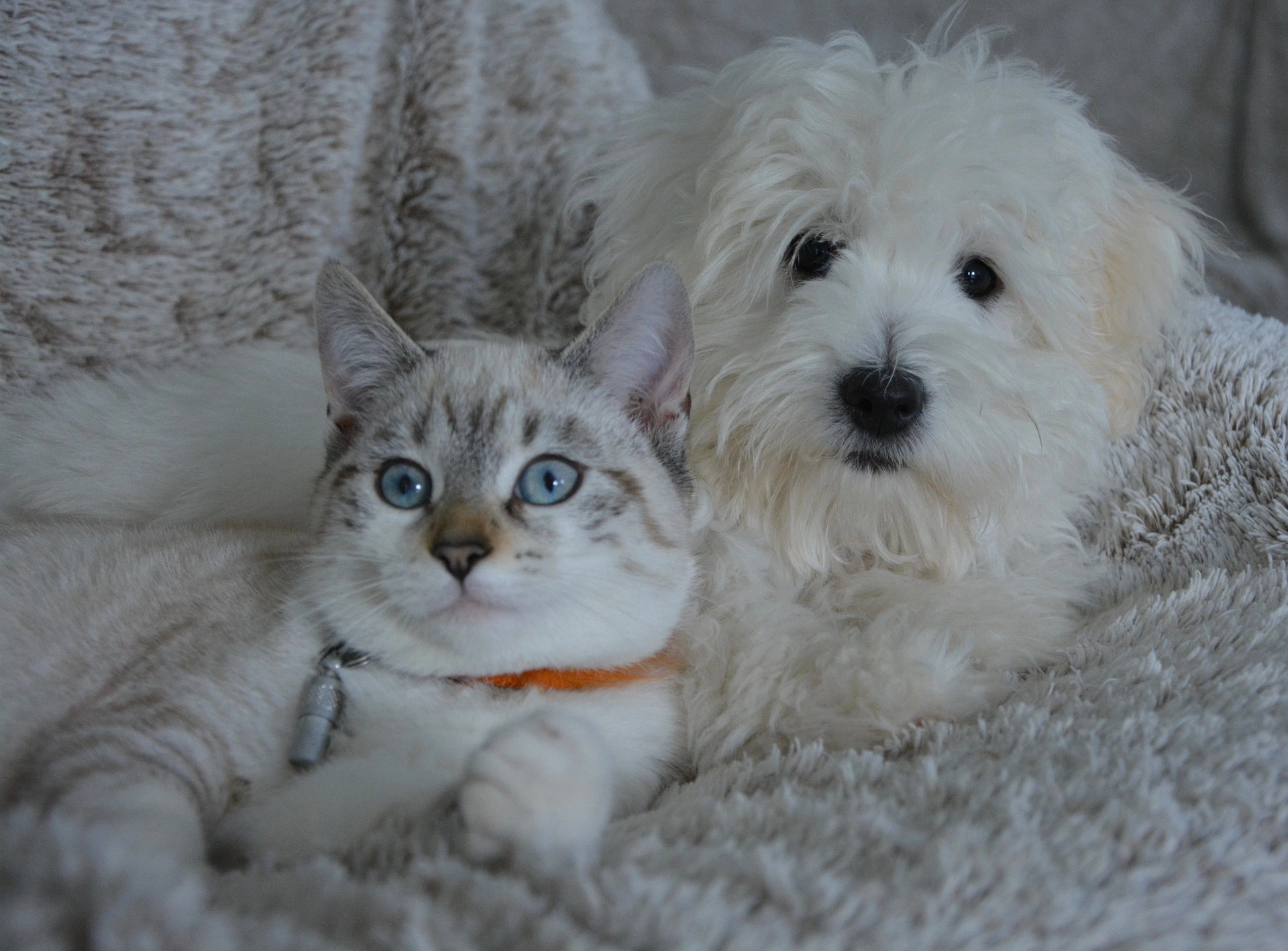 Cat and dog