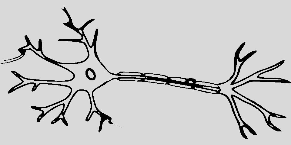 Neuron Sketch